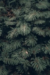 植物