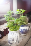 植物