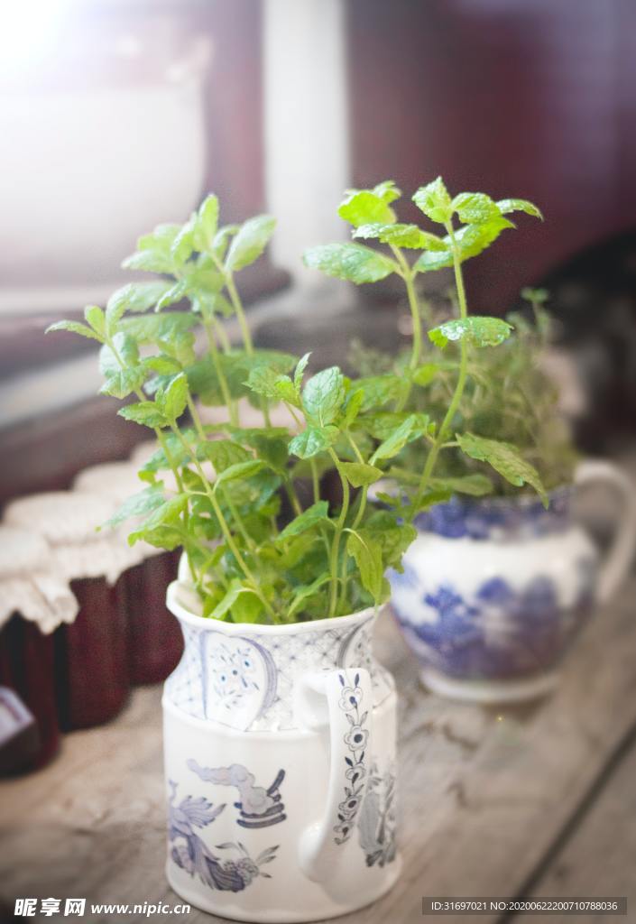 植物