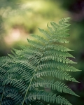 植物