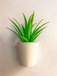 植物