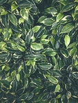 植物