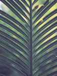 植物