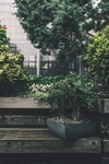 植物