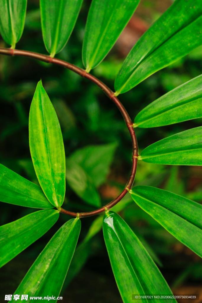 植物