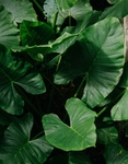 植物
