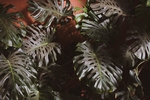 植物