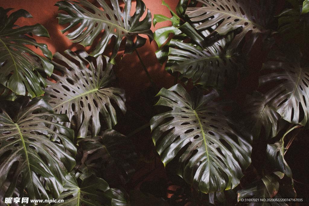 植物