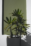 植物