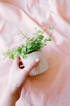 植物