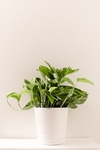 植物