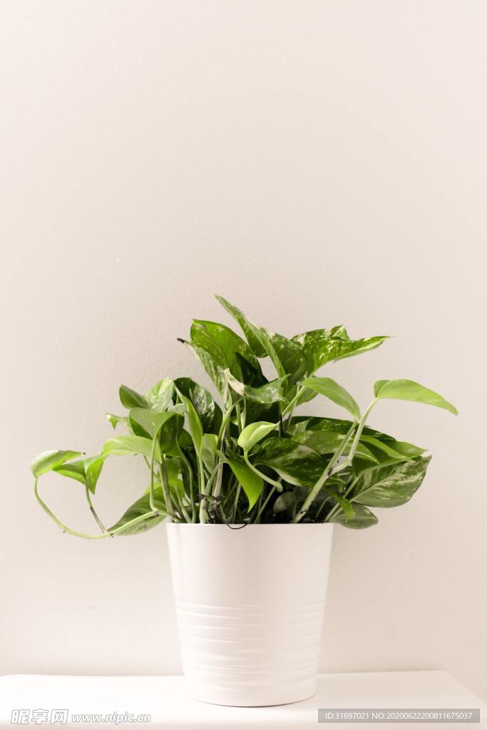 植物