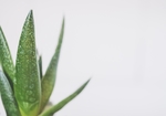 植物