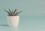 植物