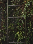植物