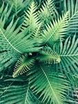 植物