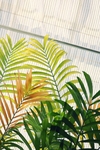 植物