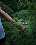 植物