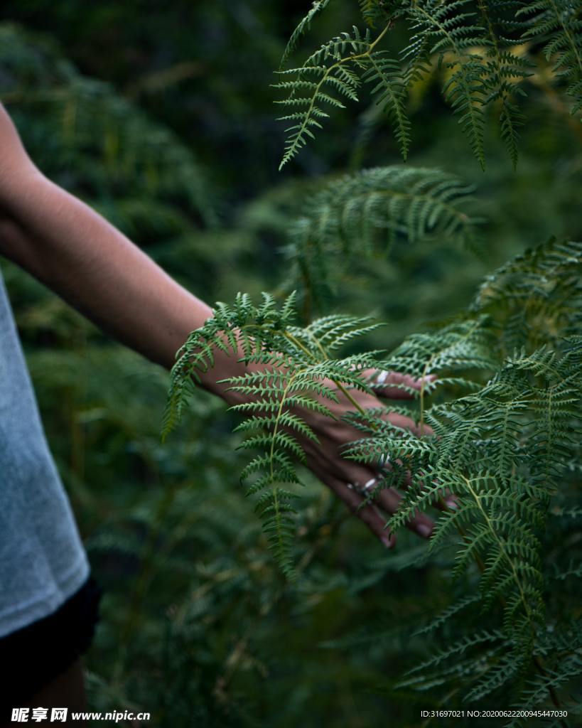 植物