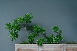 植物