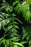 植物