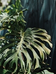 植物