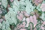 植物