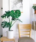 植物