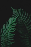 植物