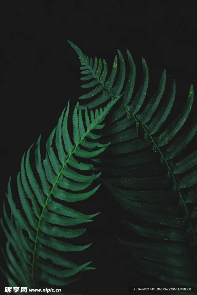 植物
