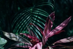 植物
