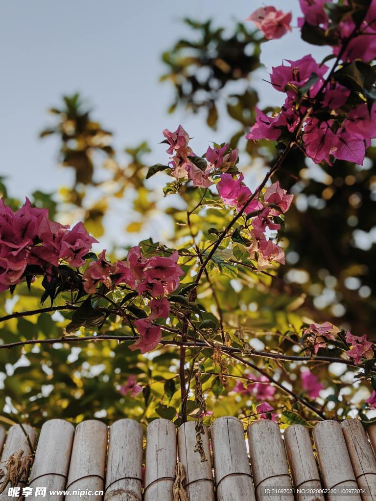 植物