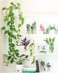 植物