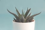 植物
