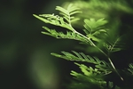 植物