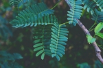 植物