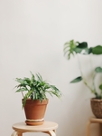 植物
