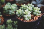植物