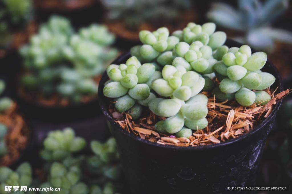 植物