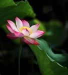植物