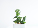 植物