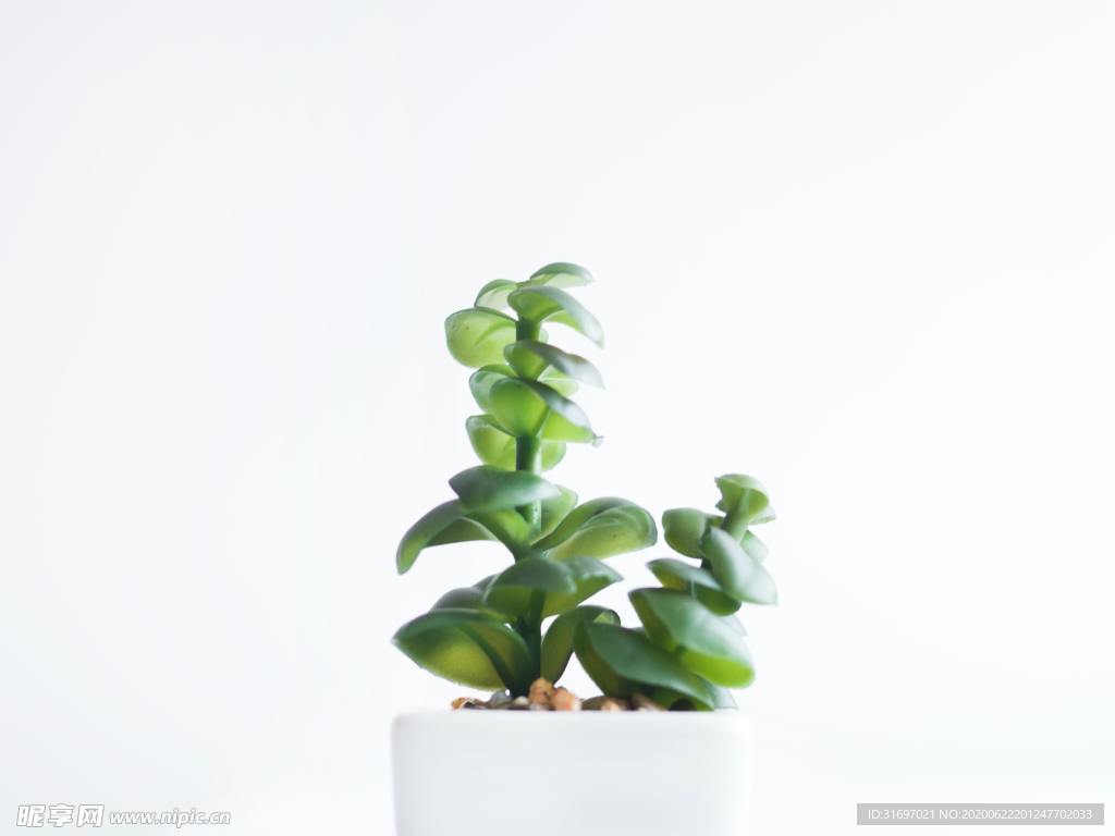 植物