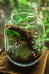 植物