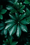植物
