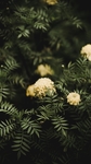 植物