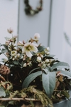 植物