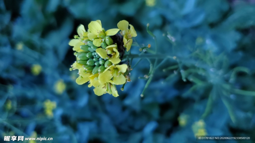 花