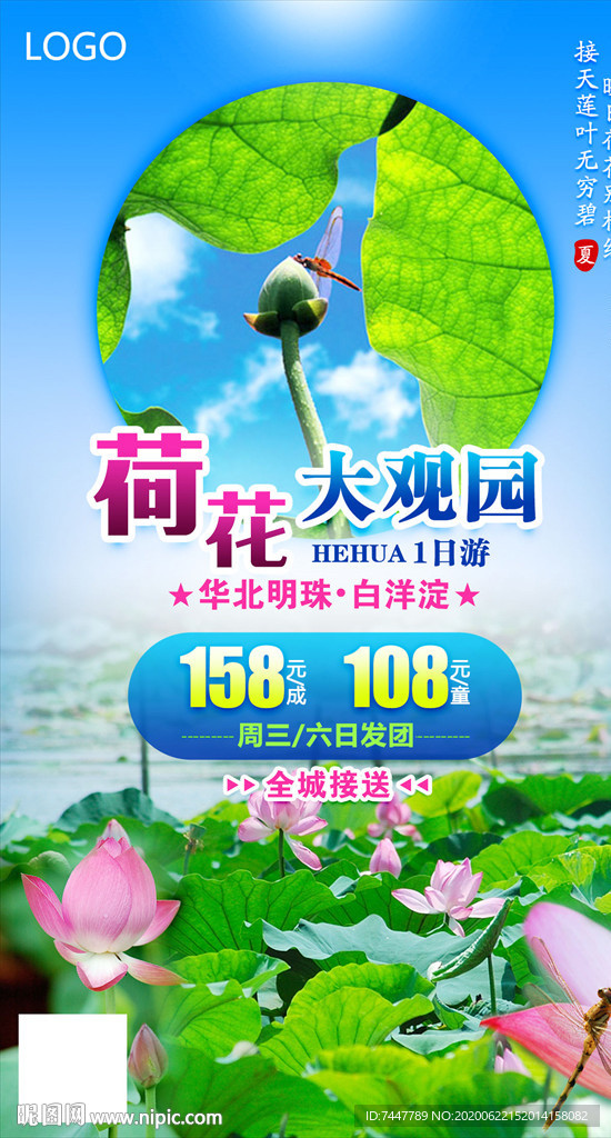 白洋淀荷花