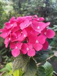 绣球花