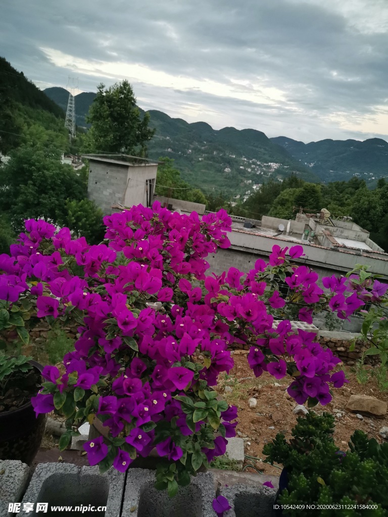 三角梅